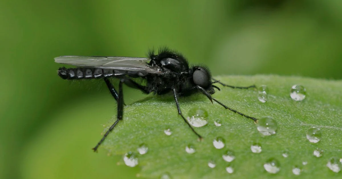 Attention à la mouche qui mordent !